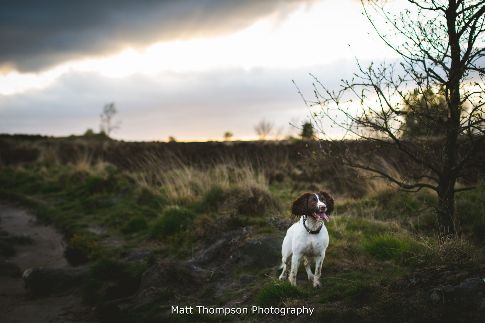 dog posing