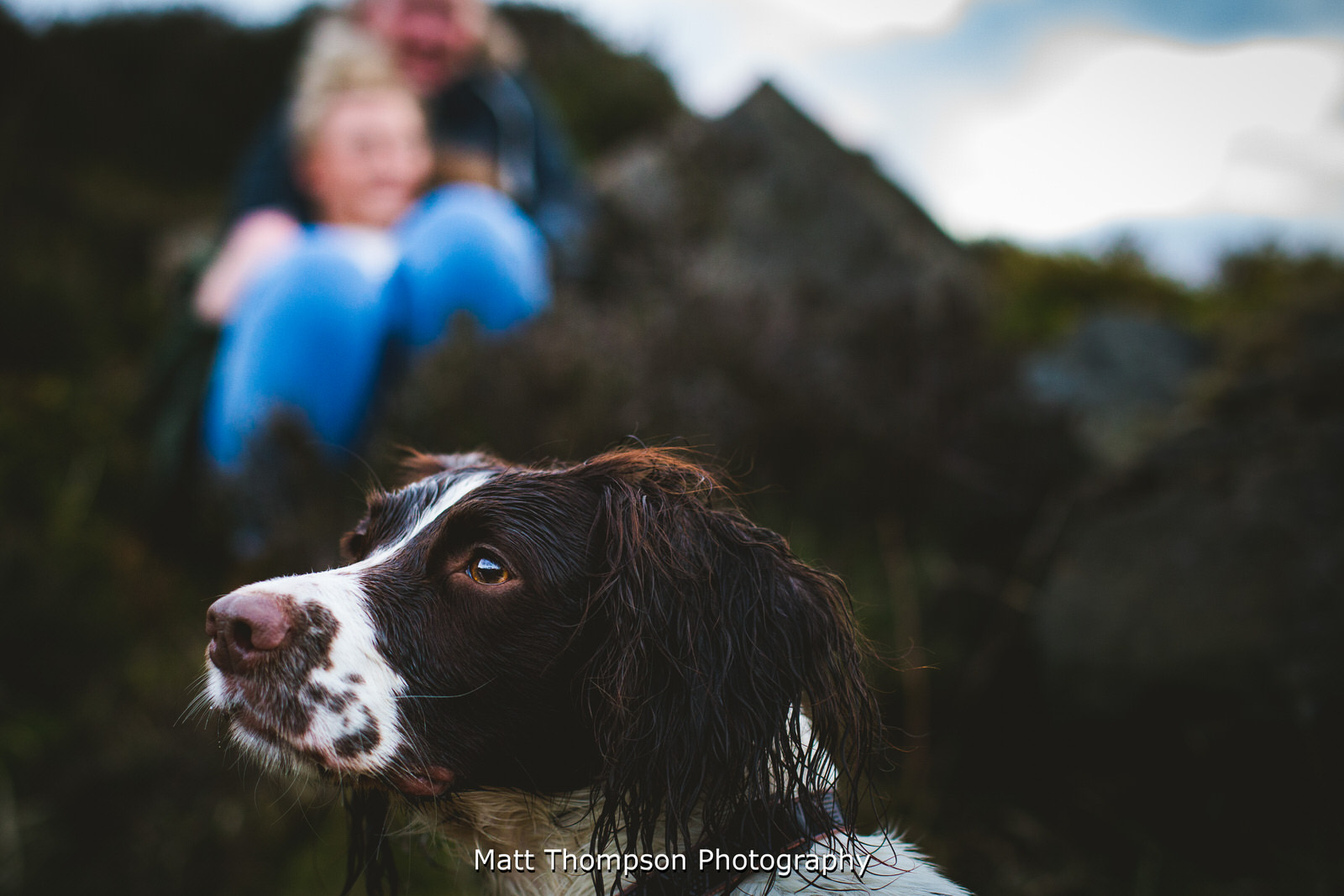 springer and her owners