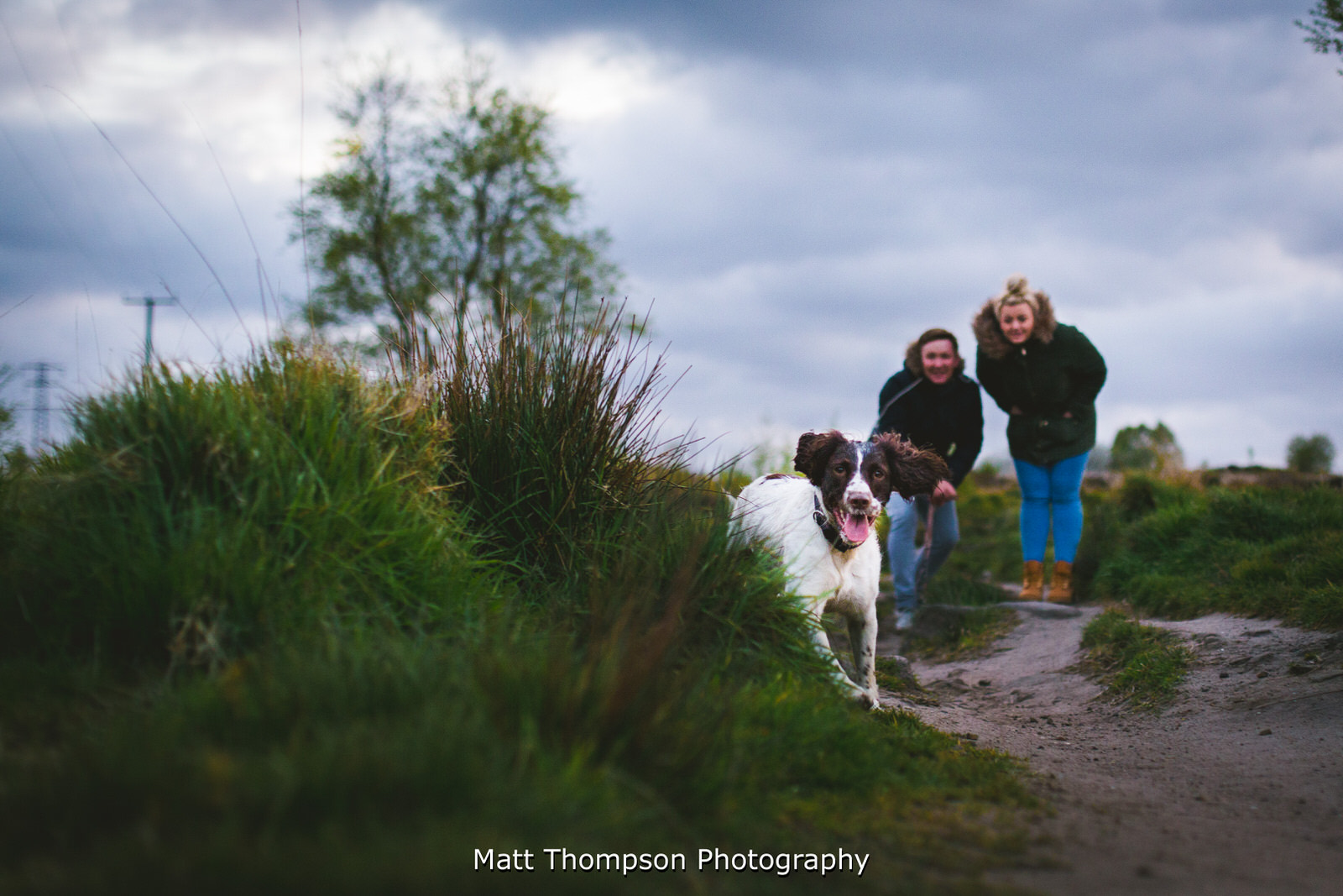 dog running towards