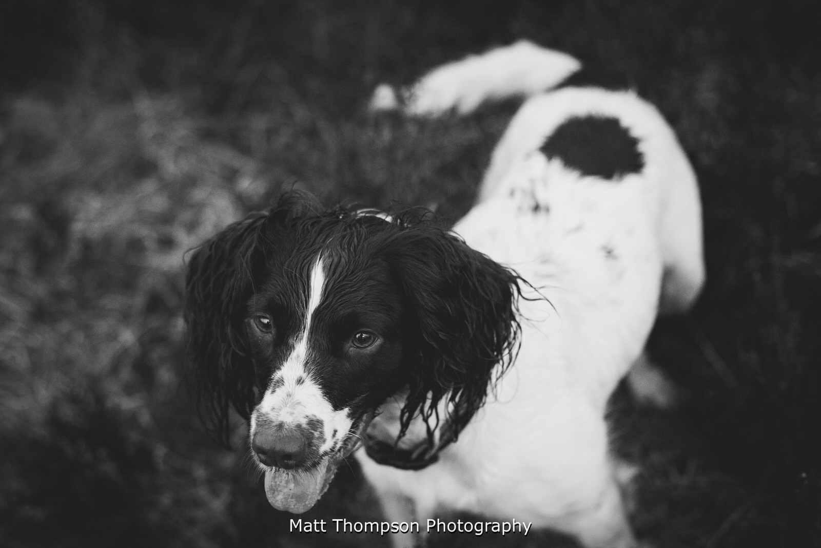 springer spaniel