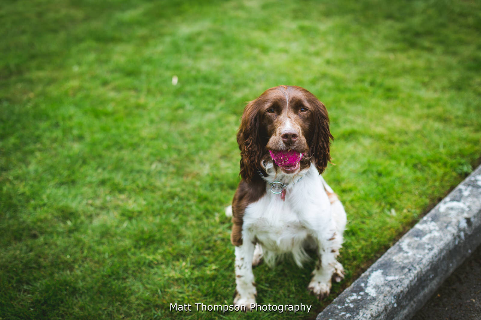 springer spaniel