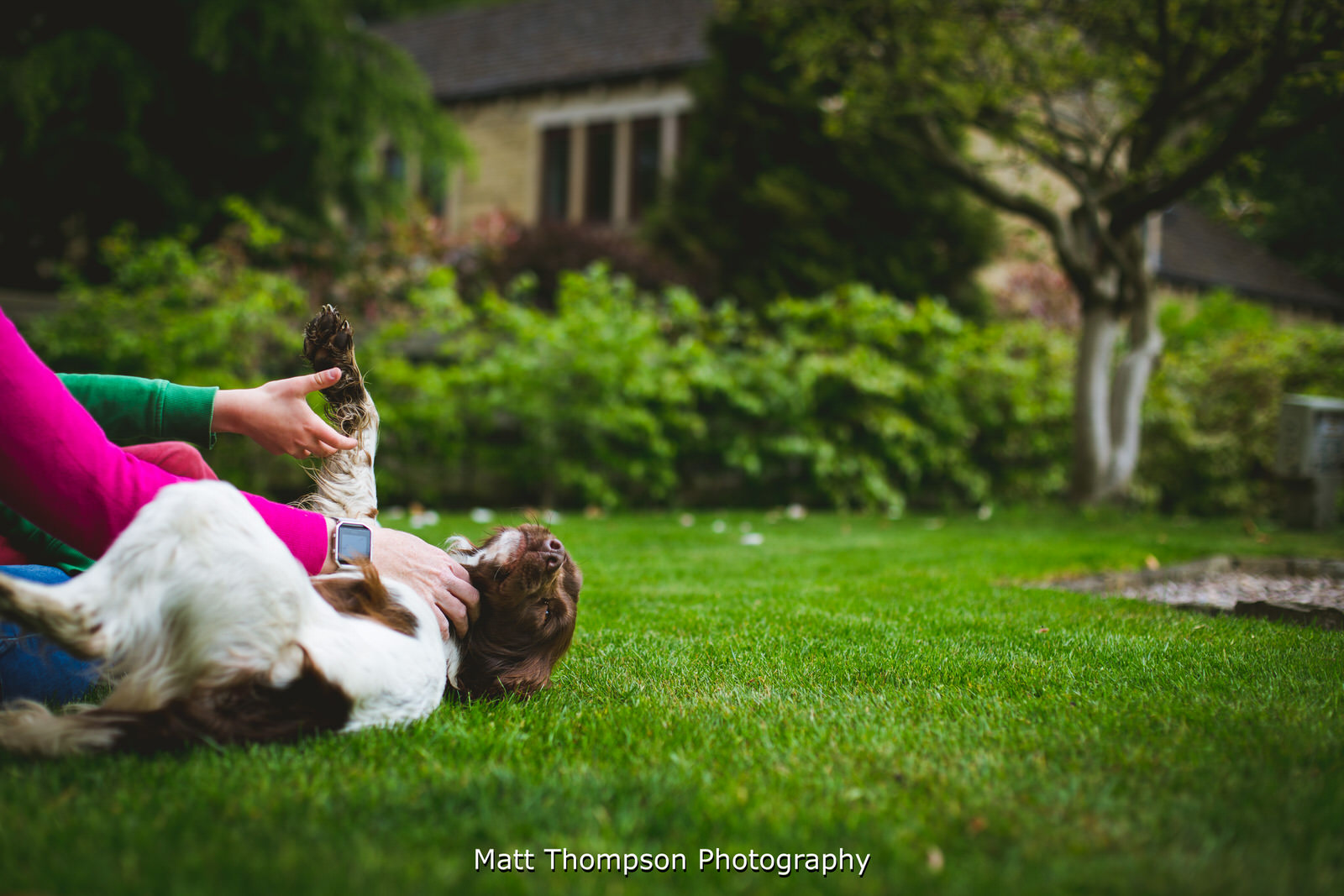 springer spaniel belly rub