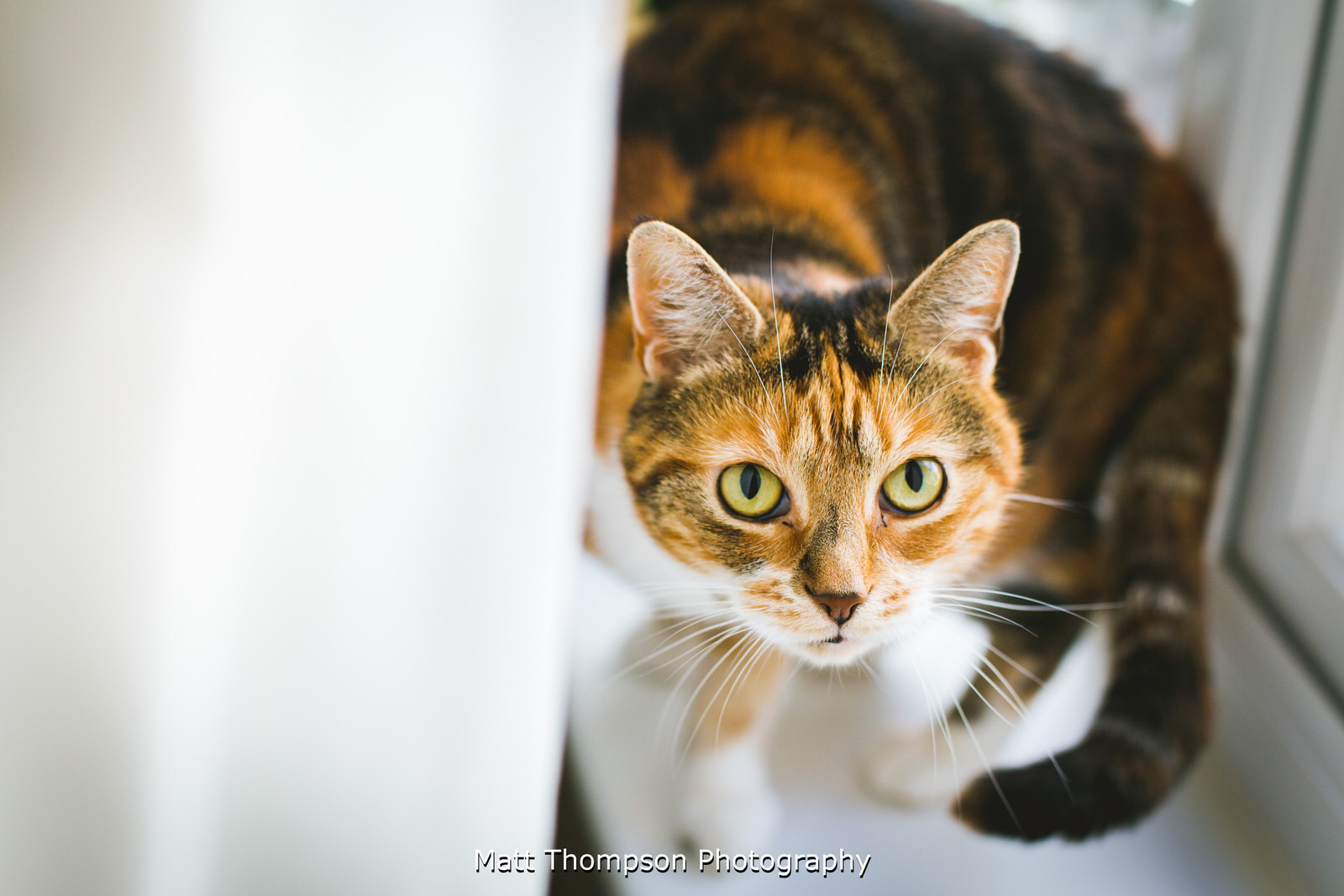 brides cat