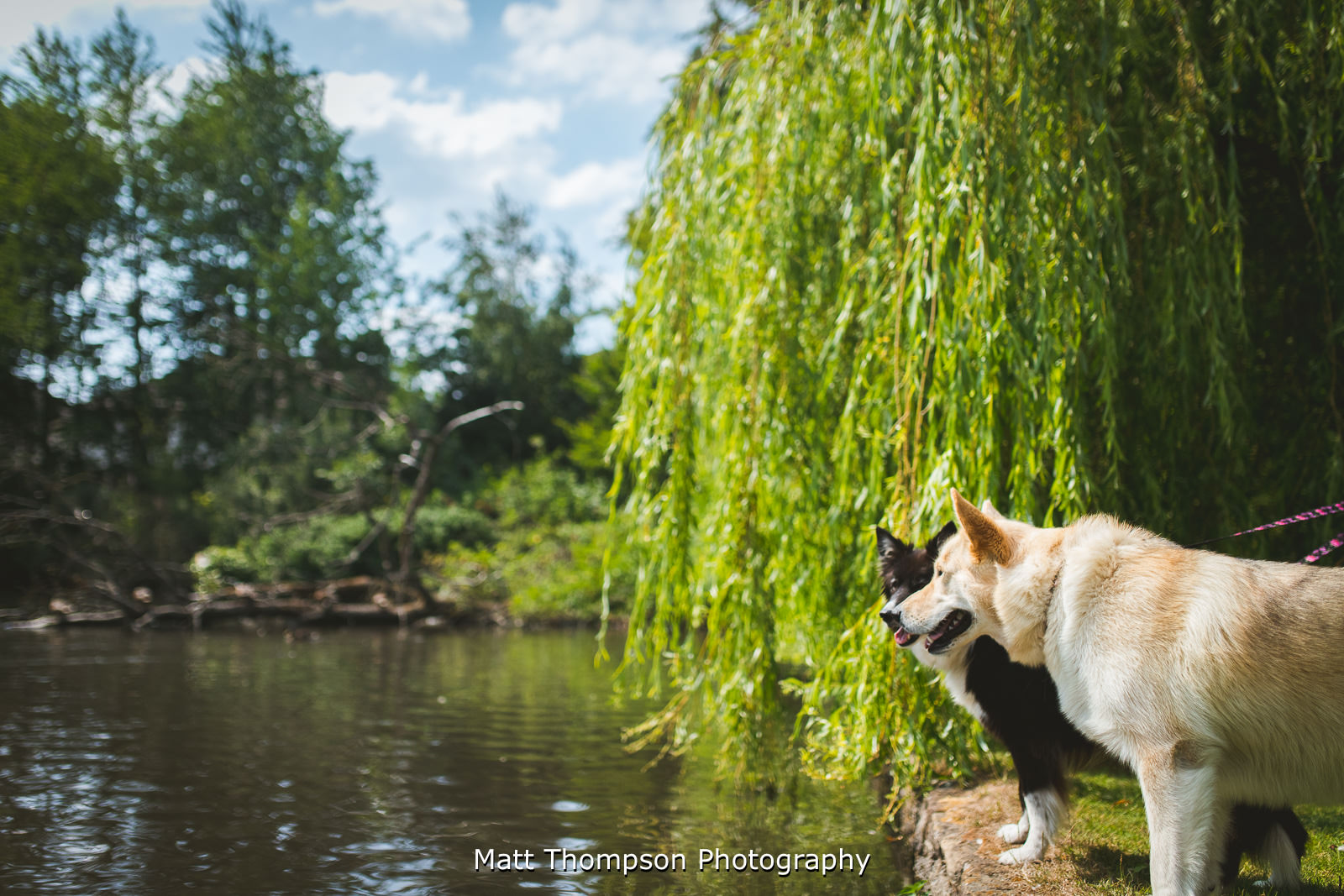 Dogs at wedding