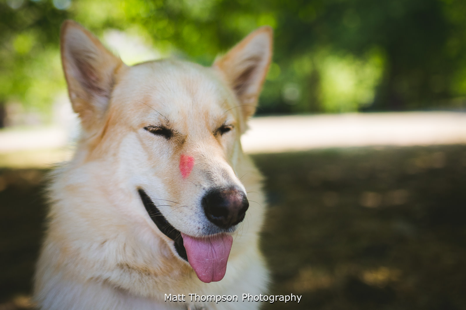 Lipstick on dog