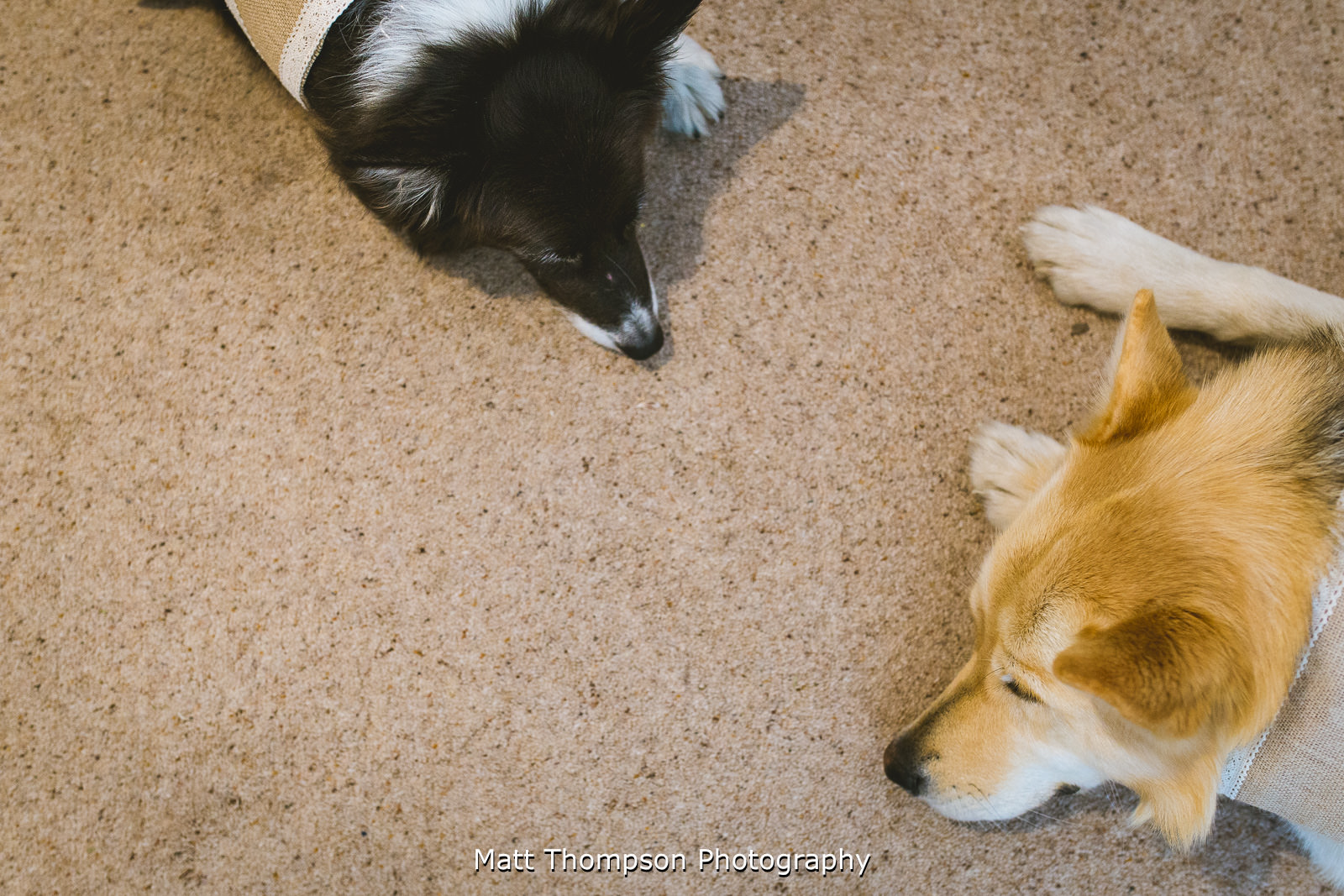 Wedding dogs