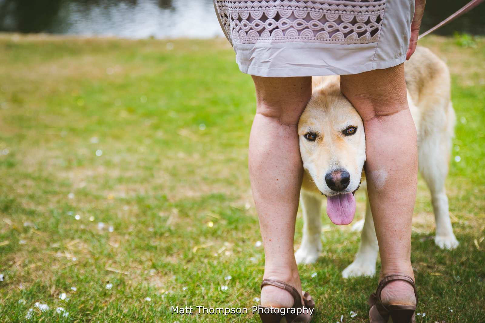 Wedding dog photography