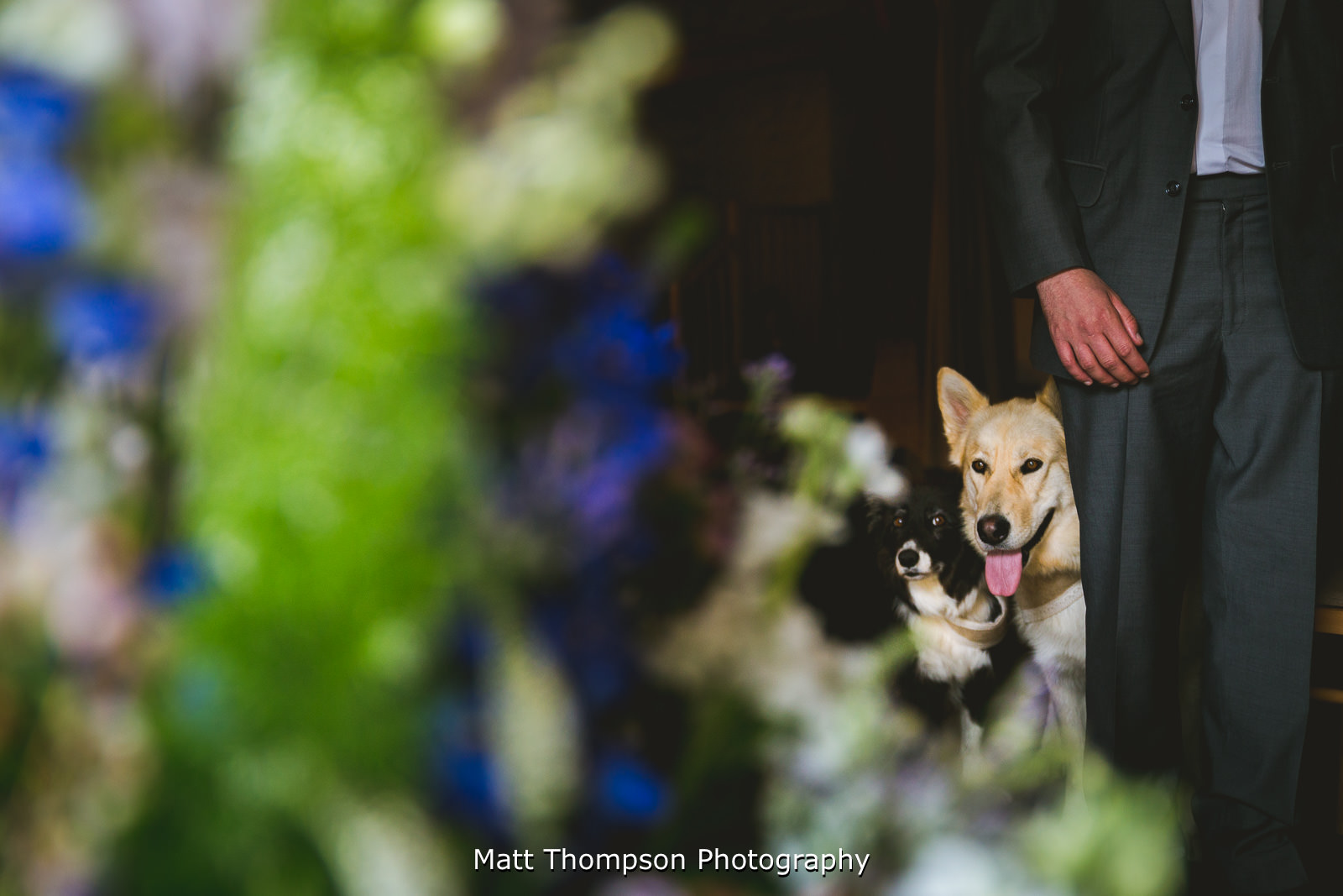 Dogs at Yorkshire wedding ceremony