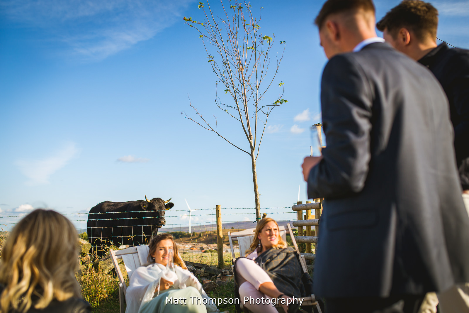 cows at weddings
