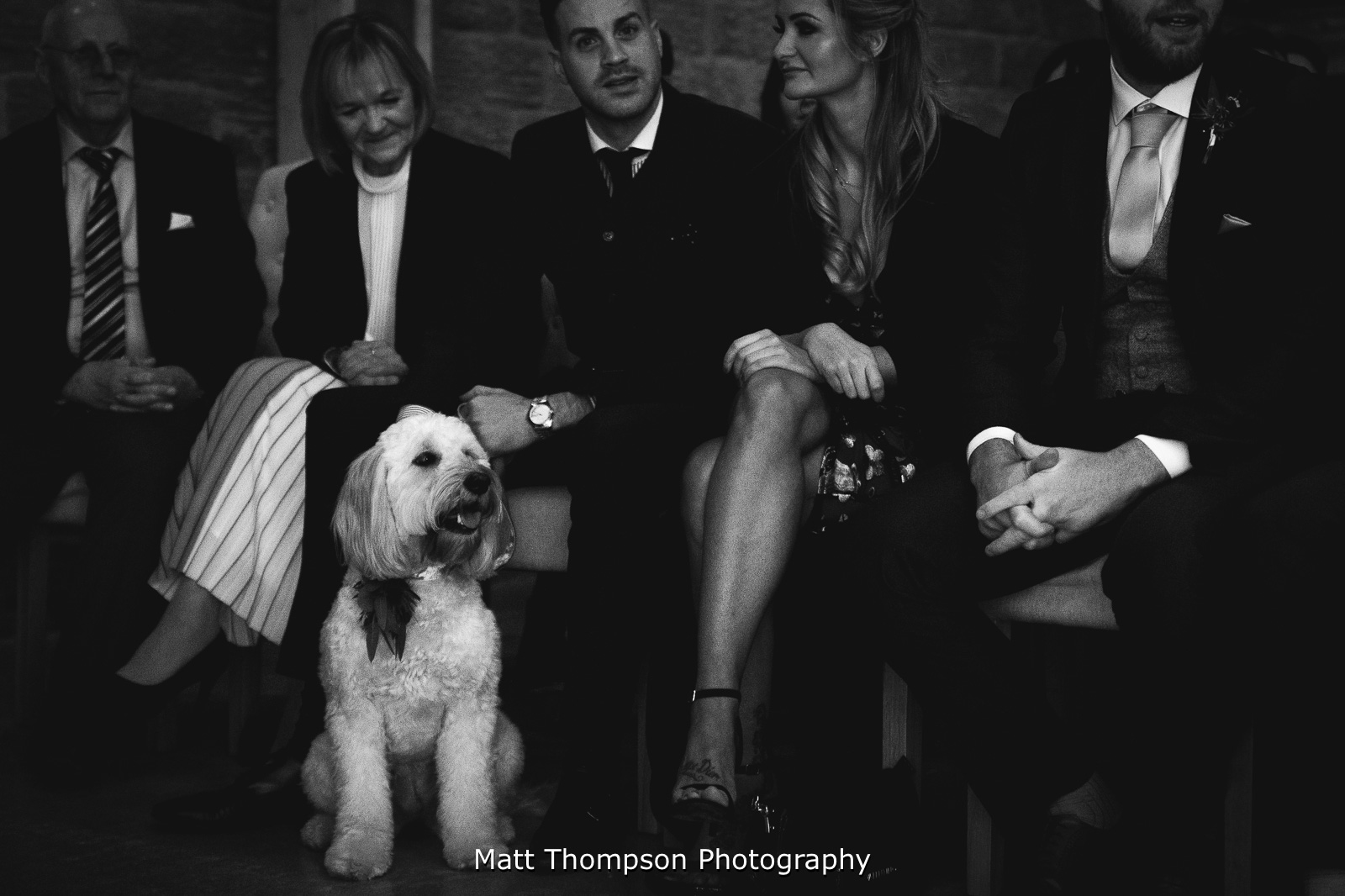 Wedding dog