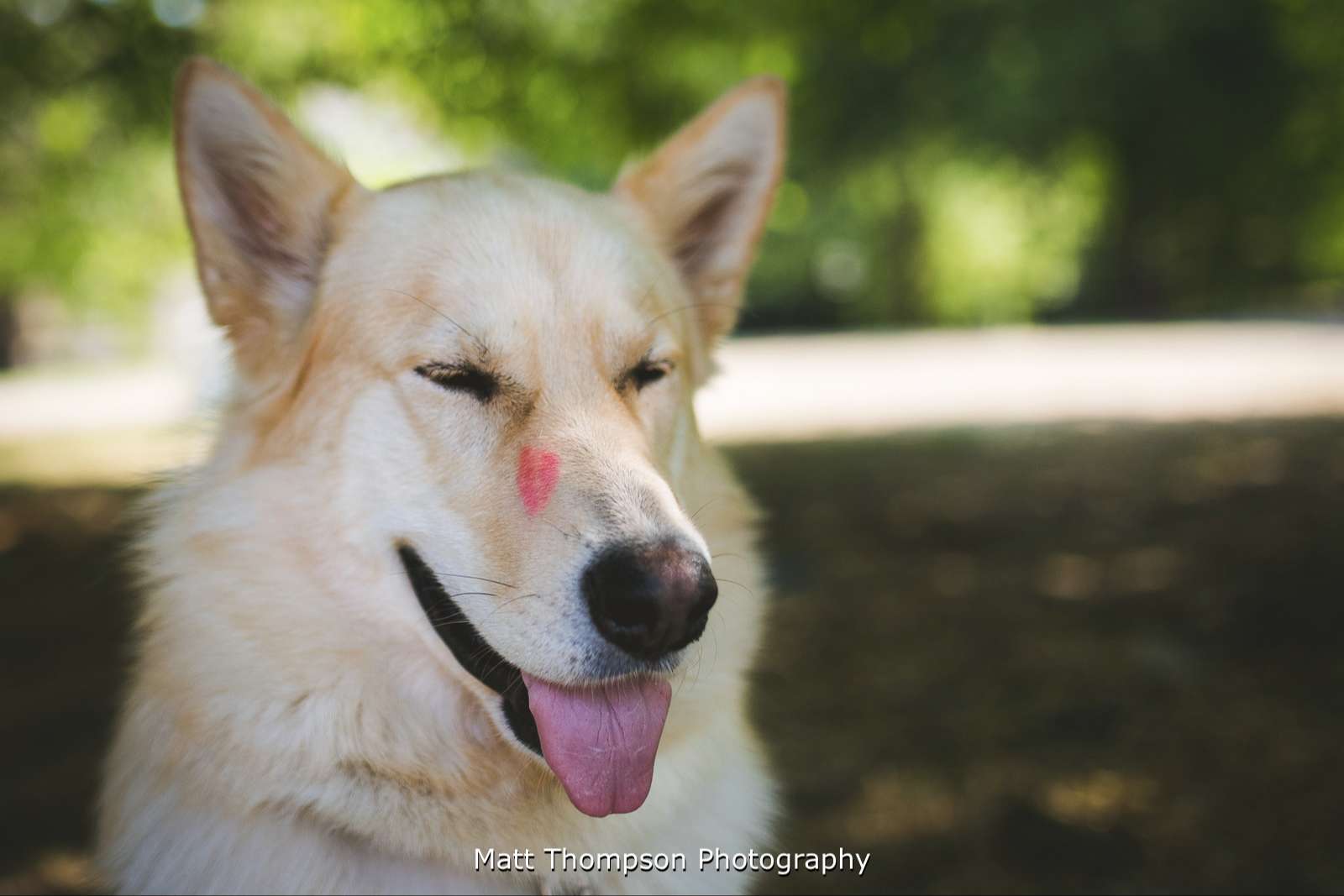Kisses for the dog
