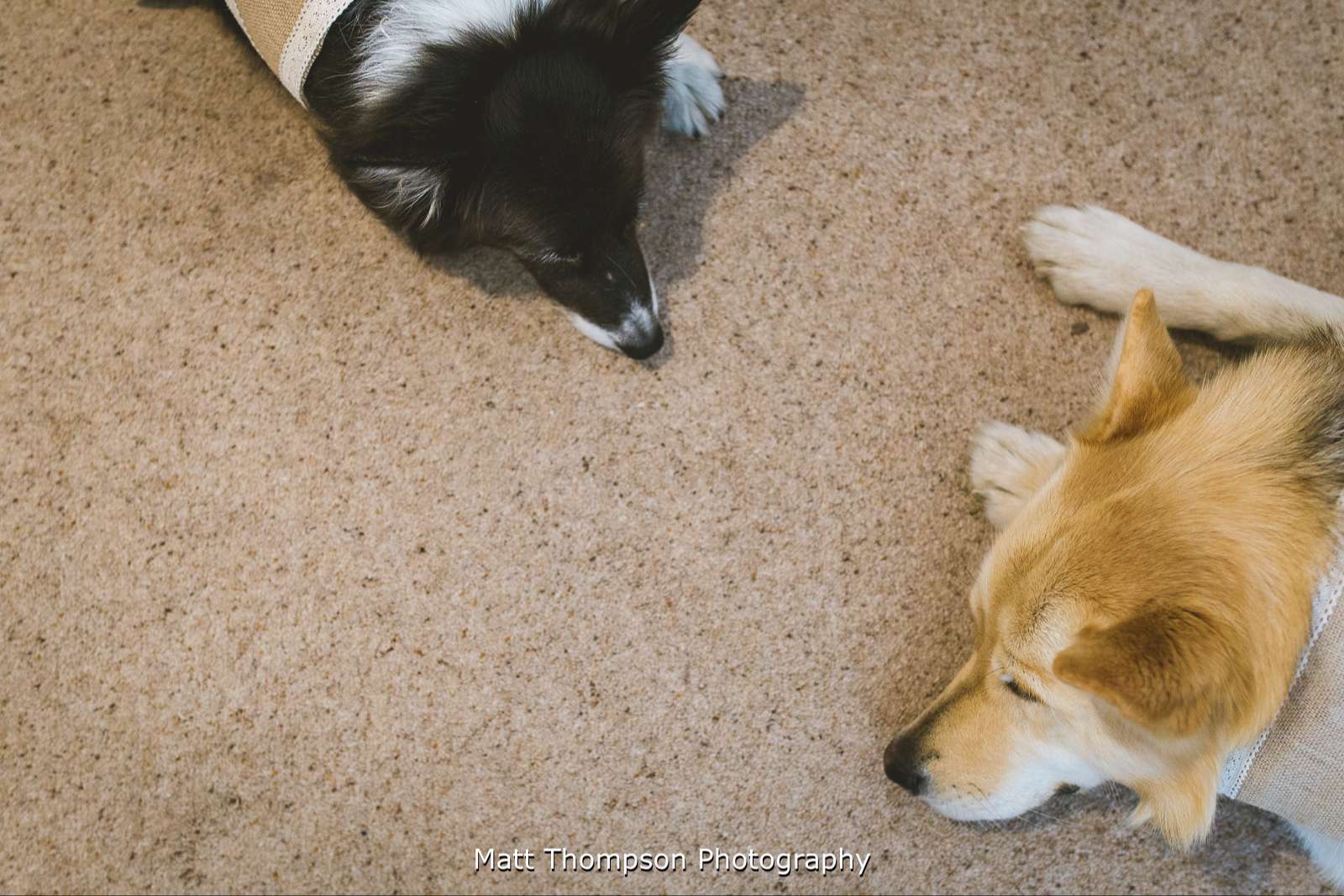 Dogs sleeping before the big day