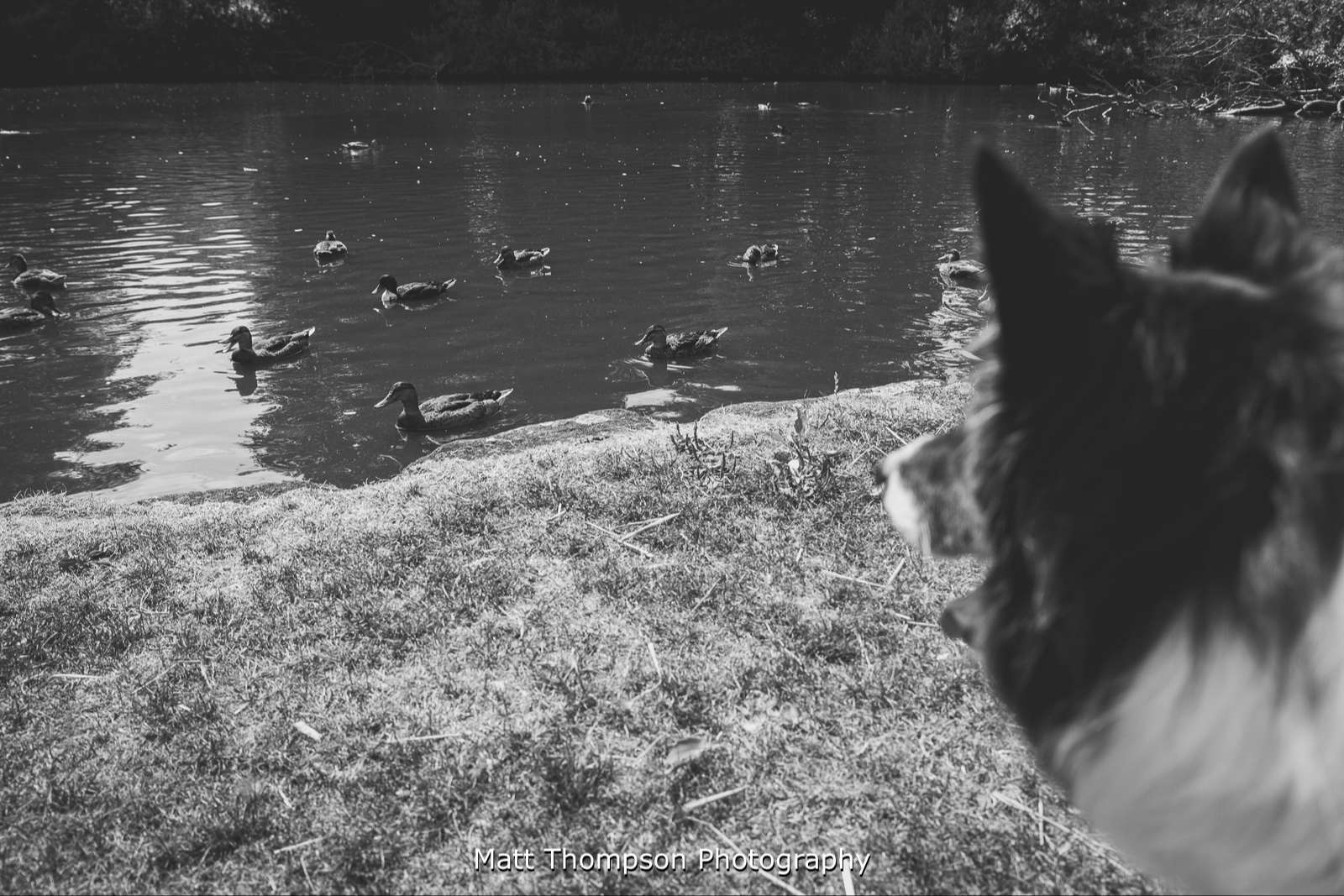 dog watching ducks