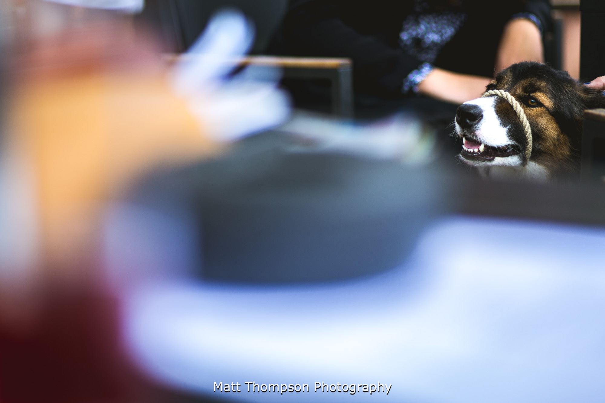 wedding dog