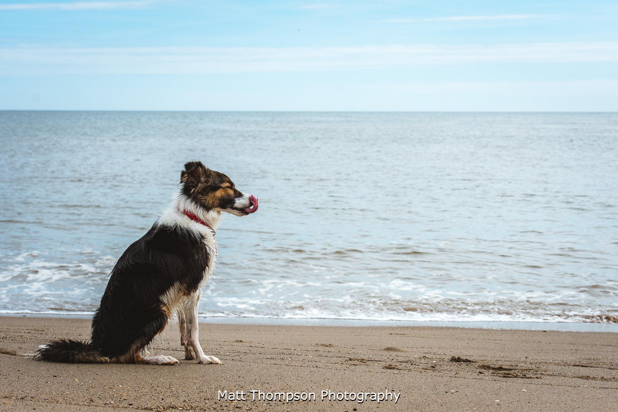 dog on a beach