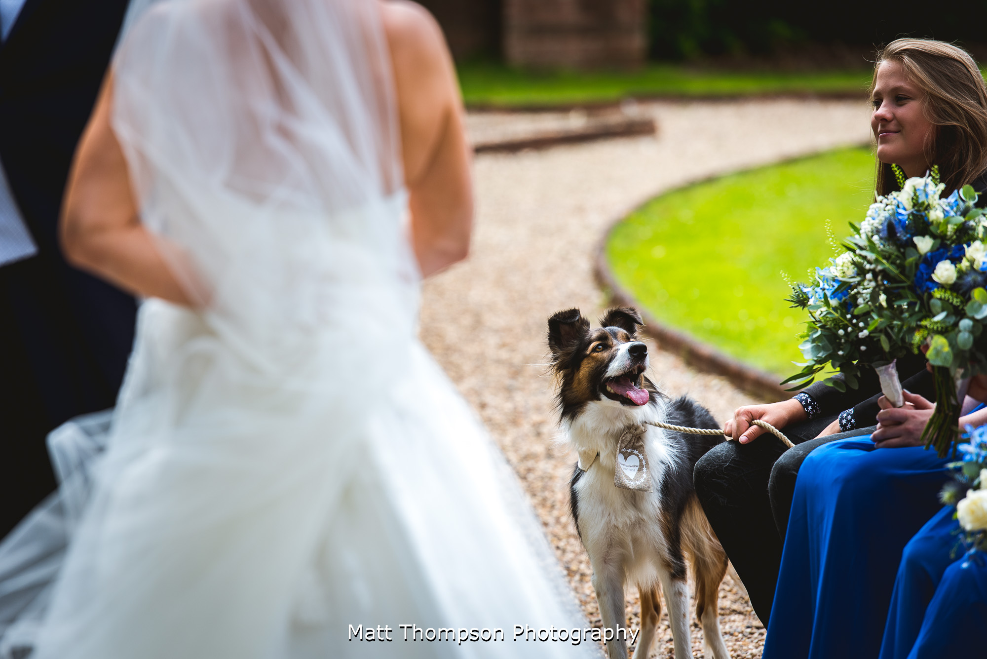 bride and groom dog