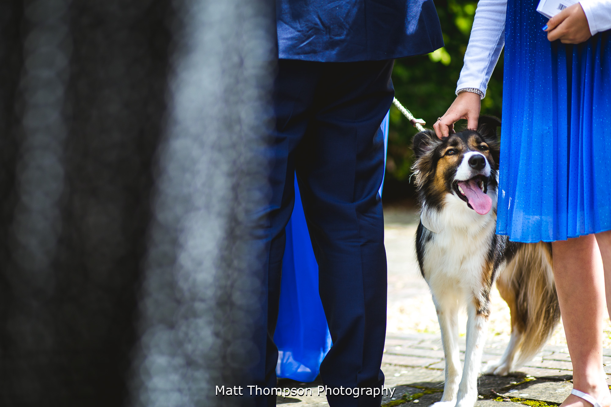 rubbing wedding dogs head