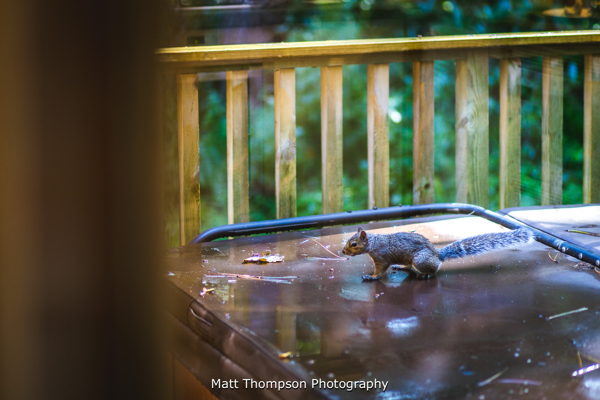 squirrel at griffon holiday lodge