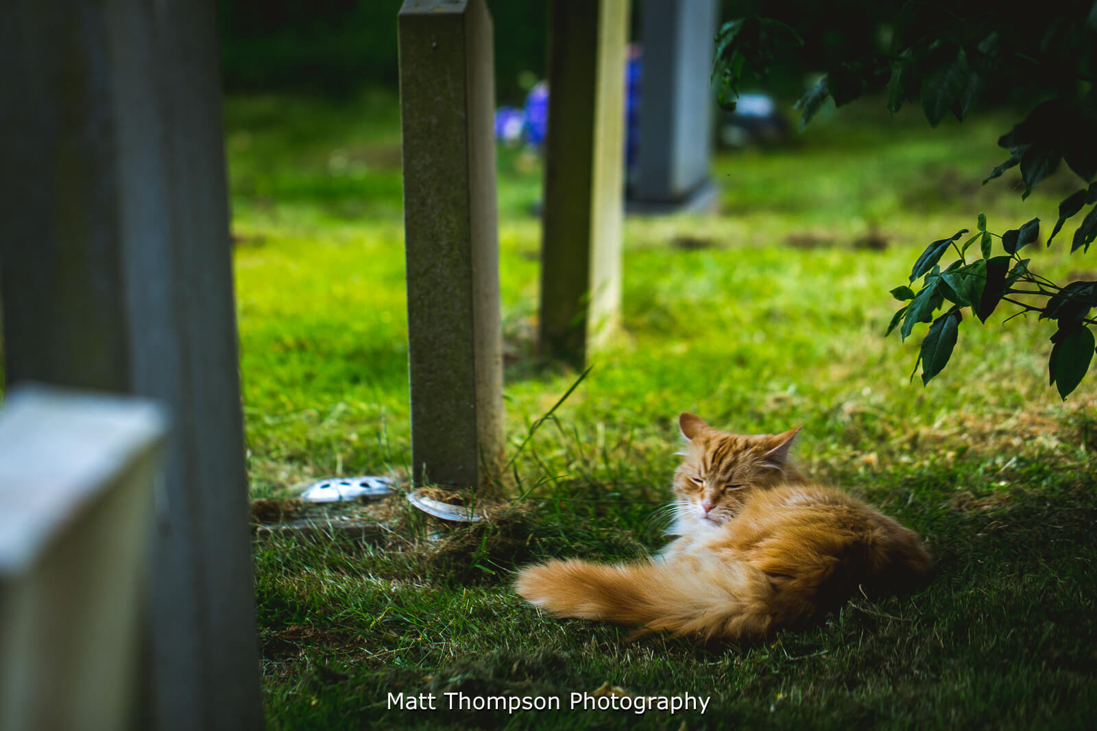wedding cat