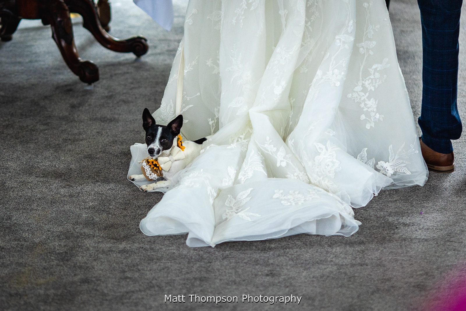 dogs at wedding