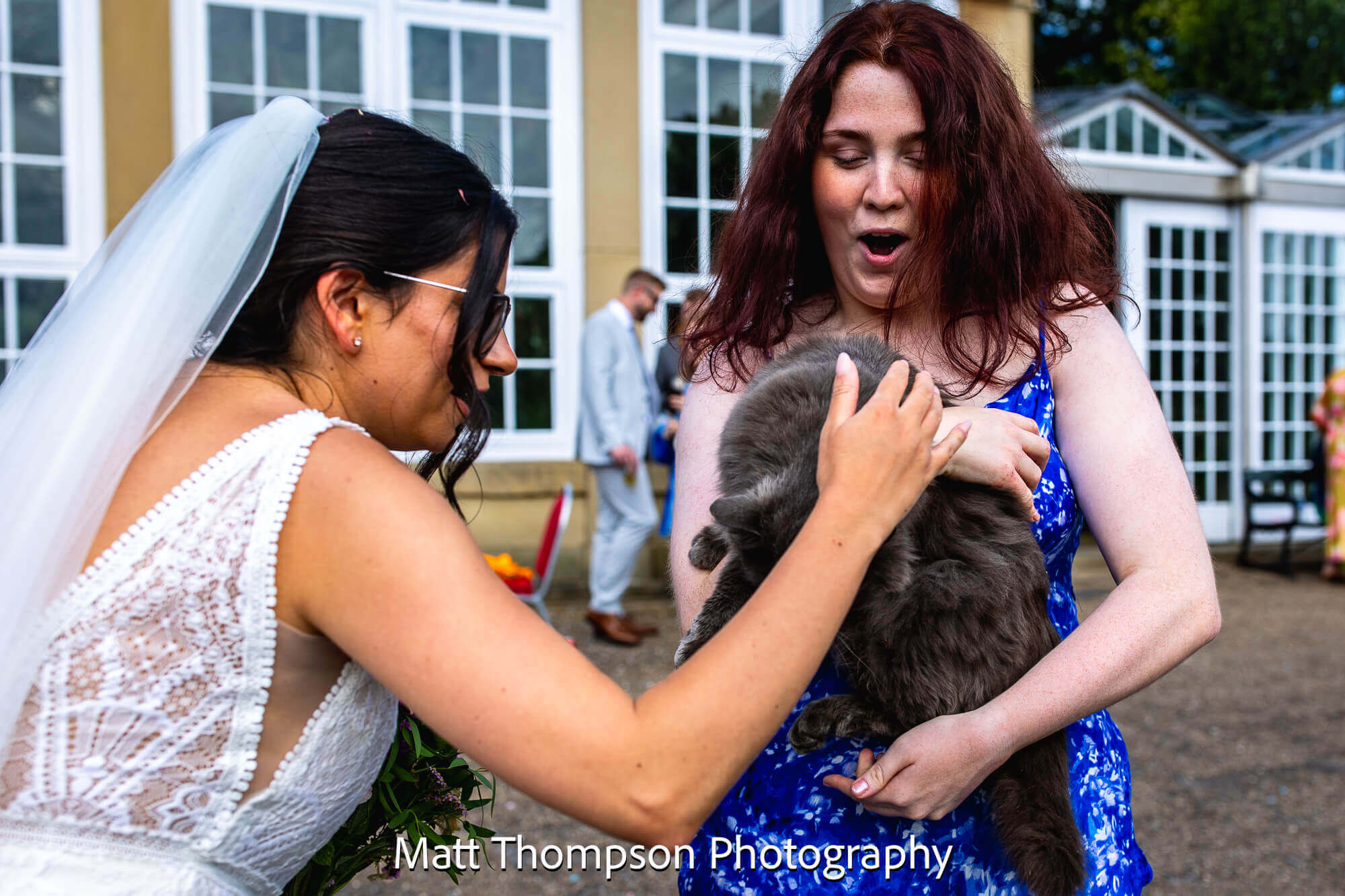 cat at wedding