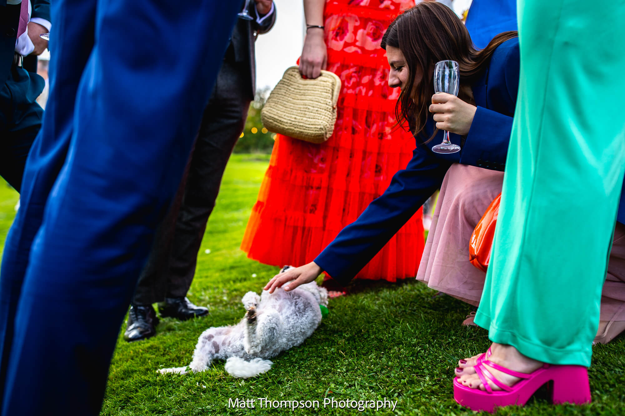 dogs at wedding
