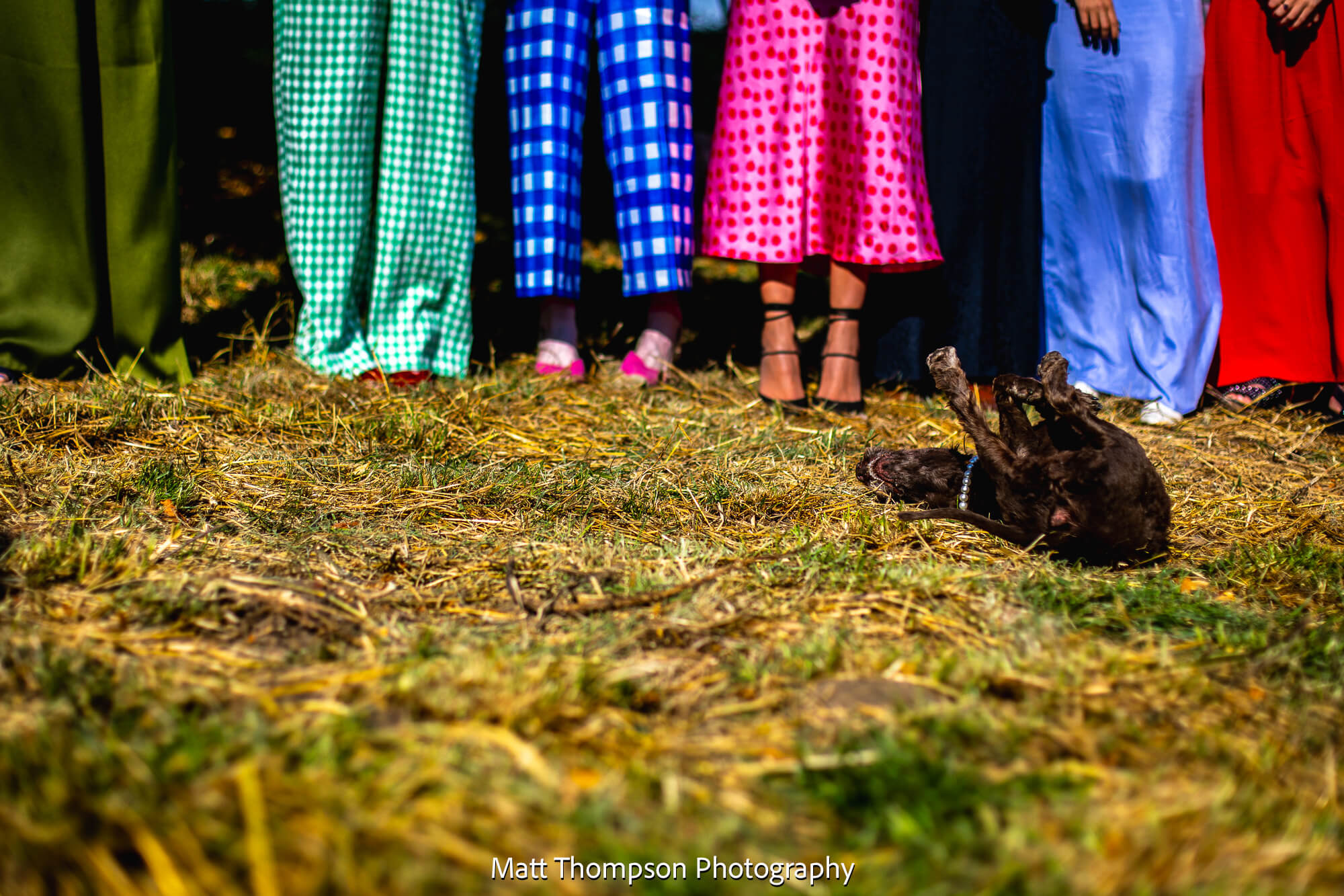 dogs at wedding