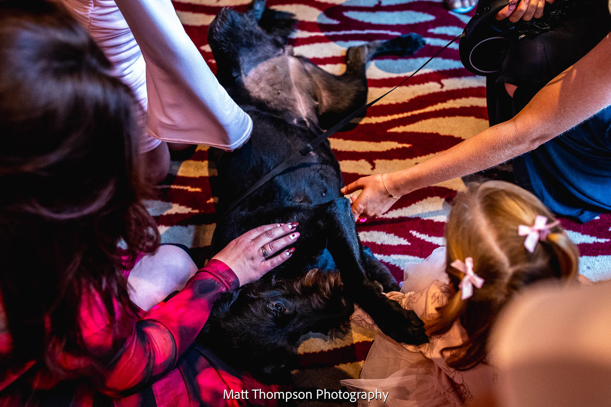 dog getting petted