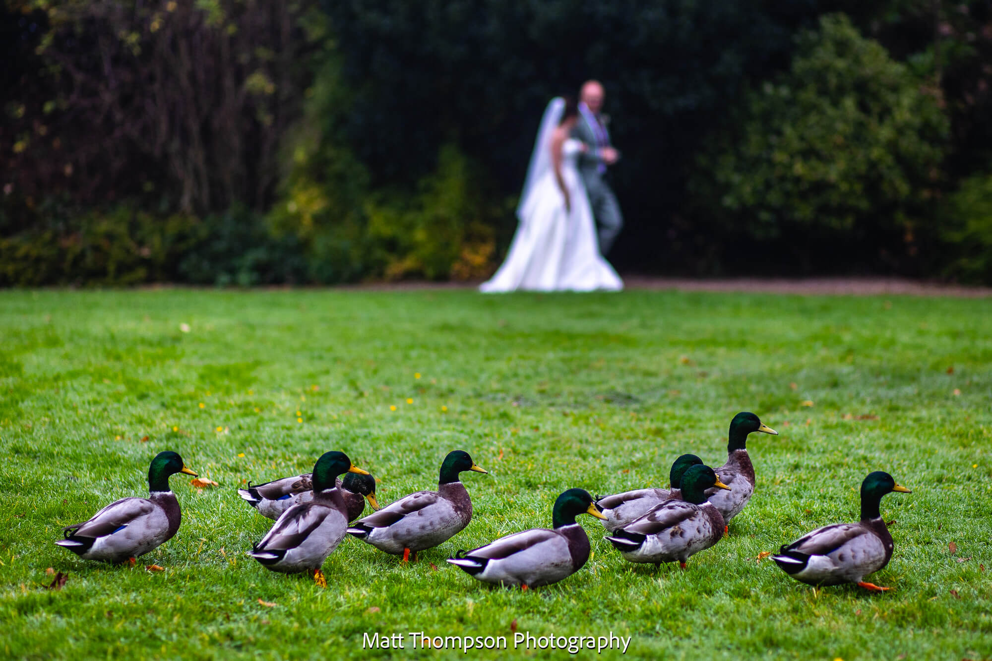 ducks at bagden hall