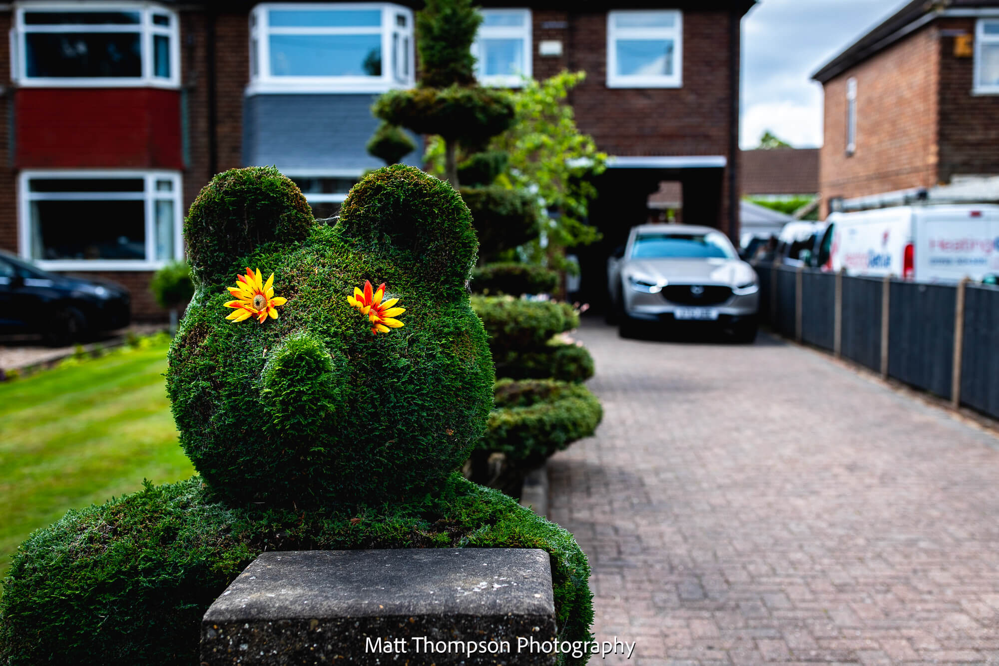 hedge